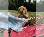 Puppy PINK Golden Retriever