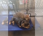 Creed - Male French Bulldog Puppy for Sale - Photo #4