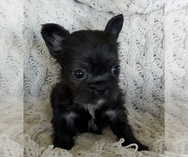 Medium Photo #5 French Bulldog Puppy For Sale in DENTON, MD, USA