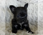 Small #4 French Bulldog