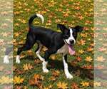 Small Photo #2 Mutt Puppy For Sale in Talladega, AL, USA