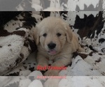 Puppy Red Female Golden Retriever