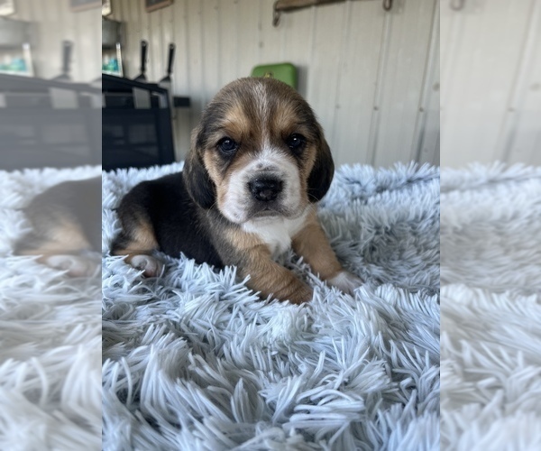 Full screen Photo #1 Beagle Puppy For Sale in MADISON, IN, USA