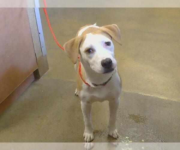 Medium Photo #1 American Pit Bull Terrier-Unknown Mix Puppy For Sale in Sacramento, CA, USA