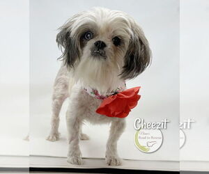 Shih Tzu Dogs for adoption in Benton, LA, USA