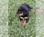 Small Photo #18 Rottweiler Puppy For Sale in COLUMBIA, TN, USA