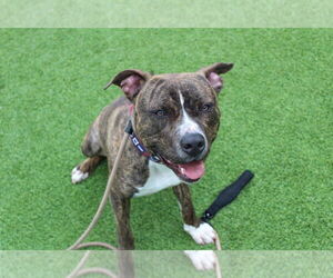Hulk - Male Mutt Dog for Adoption - Photo #16