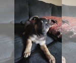 Puppy Ellie German Shepherd Dog