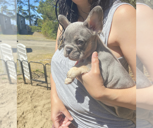Medium Photo #1 French Bulldog Puppy For Sale in PACIFIC CITY, OR, USA