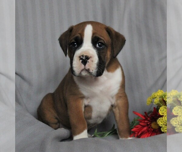 Medium Photo #2 Boxer Puppy For Sale in NEW HOLLAND, PA, USA