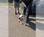 Small #1 American Pit Bull Terrier Mix