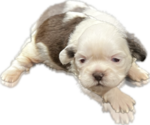 Puppy 1 Shih Tzu