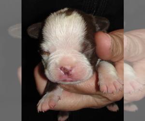 Boston Terrier Puppy for sale in WILSONVILLE, OR, USA