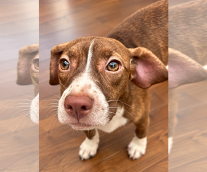Tilly - Female Boglen Terrier Dog for Adoption - Photo #4