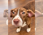 Small Photo #4 Boglen Terrier Puppy For Sale in Omaha, NE, USA