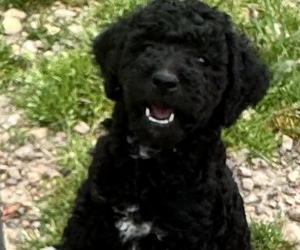 Poodle (Standard) Puppy for sale in STILWELL, OK, USA