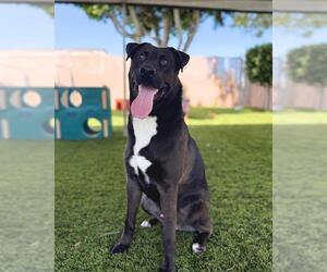 Labrador Retriever-Unknown Mix Dogs for adoption in Chula Vista, CA, USA