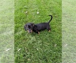 Small Photo #2 Dachshund Puppy For Sale in SIOUX FALLS, SD, USA