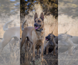 Mother of the Belgian Malinois puppies born on 07/14/2022