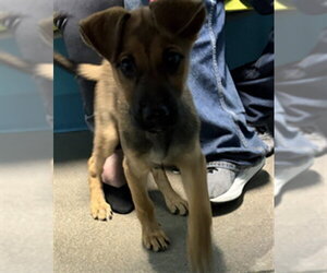 German Shepherd Dog Dogs for adoption in Houston, TX, USA