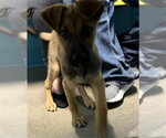Small German Shepherd Dog