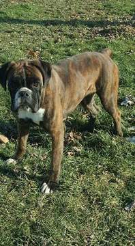 Medium Photo #1 Boxer Puppy For Sale in HUMBOLDT, IA, USA