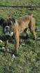 Small Photo #1 Boxer Puppy For Sale in HUMBOLDT, IA, USA