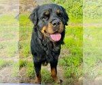 Small Photo #4 Rottweiler Puppy For Sale in Riverside, CA, USA