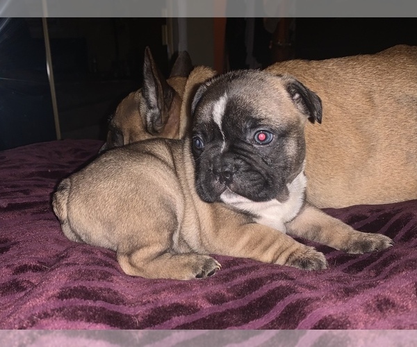 Medium Photo #1 French Bulldog Puppy For Sale in PITTSBURG, CA, USA