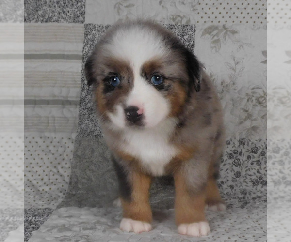 Medium Photo #6 Miniature Australian Shepherd Puppy For Sale in HARRISON, OH, USA