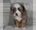 Small #5 Miniature Australian Shepherd