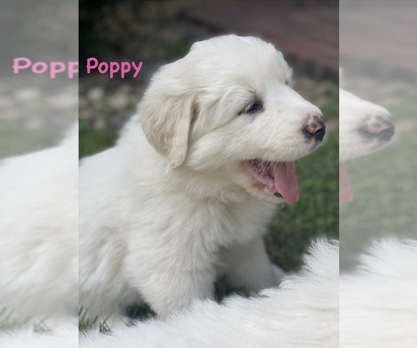 Medium Photo #6 Great Pyrenees Puppy For Sale in MERCERSBURG, PA, USA