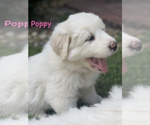 Medium Great Pyrenees