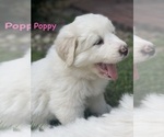 Puppy 5 Great Pyrenees