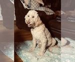 Small Photo #14 Goldendoodle-Siberian Husky Mix Puppy For Sale in DOUGLASVILLE, GA, USA