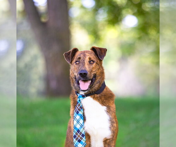Medium Photo #1 Mutt Puppy For Sale in Unionville, PA, USA