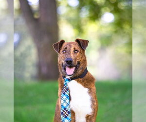Mutt Dogs for adoption in Unionville, PA, USA