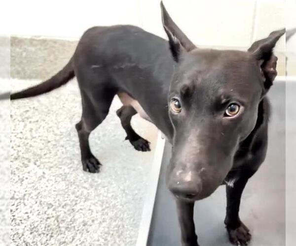 Medium Photo #3 Labrador Retriever Puppy For Sale in Houston, TX, USA