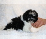 Small #2 ShihPoo