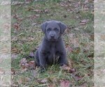 Small Photo #4 Labrador Retriever Puppy For Sale in HANNIBAL, MO, USA