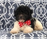 Small Photo #15 Poochon Puppy For Sale in LAKELAND, FL, USA