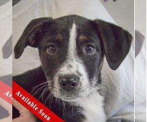 Beagle-Unknown Mix Dogs for adoption in Huntley, IL, USA