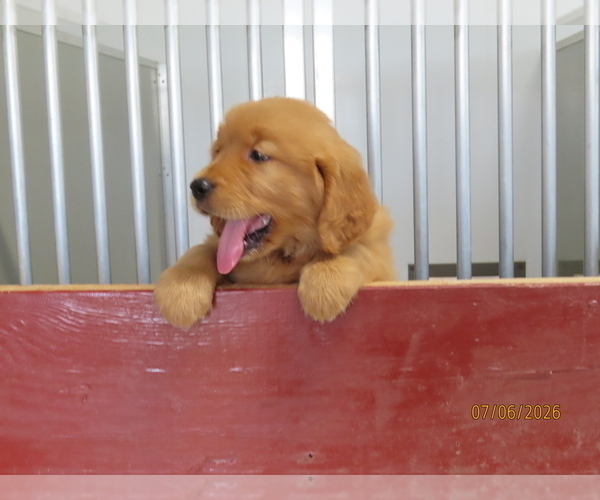 Medium Photo #2 Golden Retriever Puppy For Sale in THORP, WI, USA