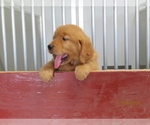 Small #1 Golden Retriever