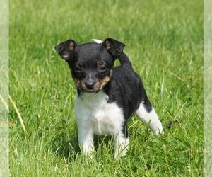 Fox Terrier (Toy) Puppy for sale in FREDERICKSBURG, OH, USA