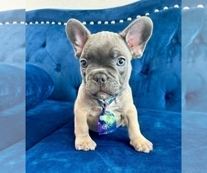 French Bulldog Puppy for sale in GLENDALE, CA, USA