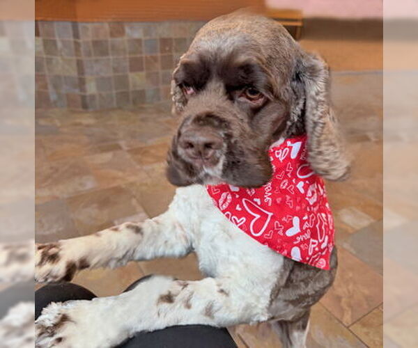 Medium Photo #2 Cocker Spaniel Puppy For Sale in Arlington, VA, USA