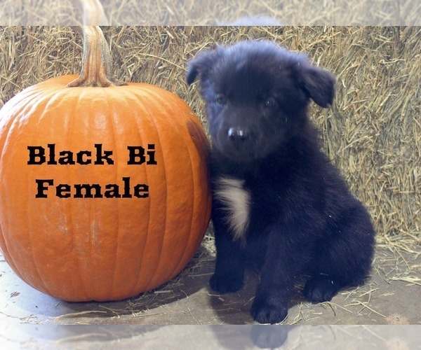 Medium Photo #1 Australian Shepherd Puppy For Sale in CLARKSVILLE, TX, USA