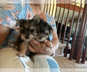 Morkie Puppy for sale in PARKER, CO, USA