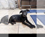 Small Labrador Retriever Mix